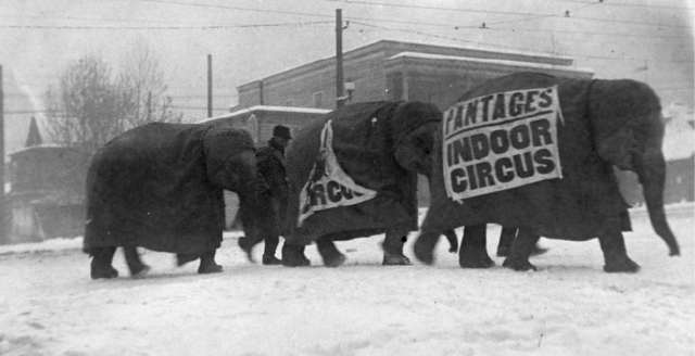 Group of elephants with signs for Pantages indoor circus